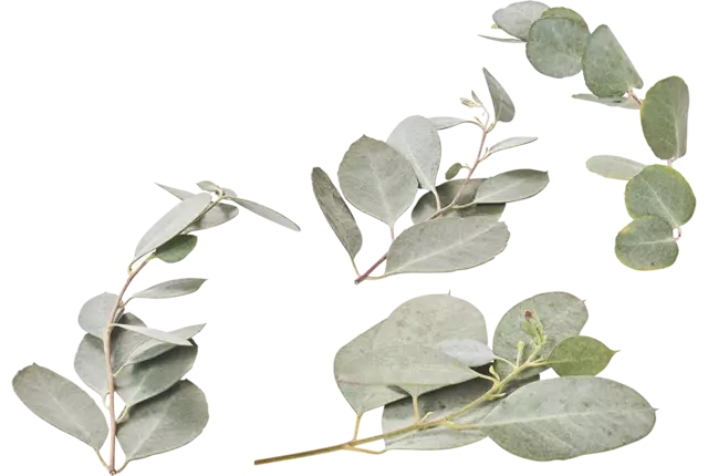 Feuille de Eucalyptus 50g pièce